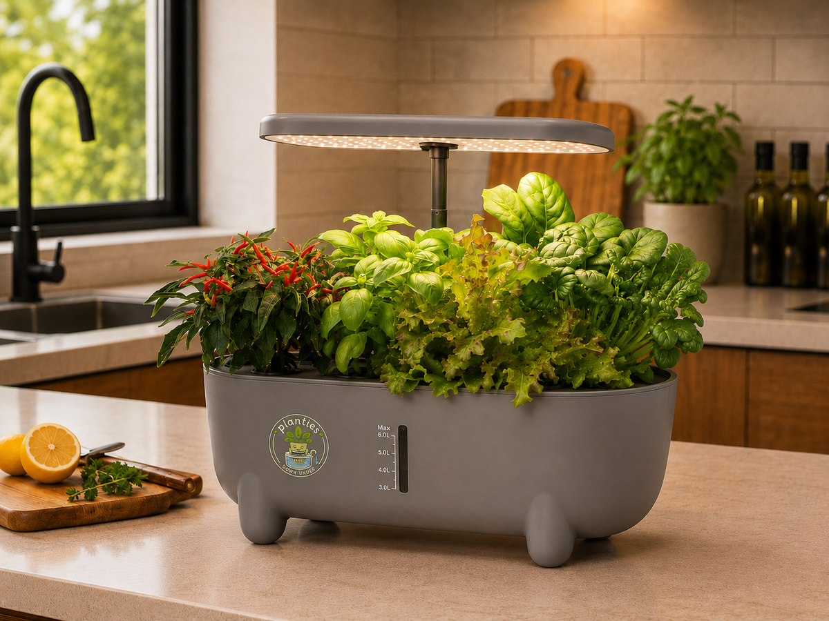 'Kathie' Grey Hydroponic System