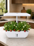 'Brenda' Hydroponic Growing System